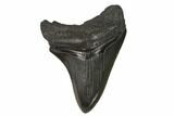 Fossil Megalodon Tooth - South Carolina #125342-1